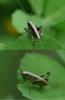 Pholidoptera griseoaptera